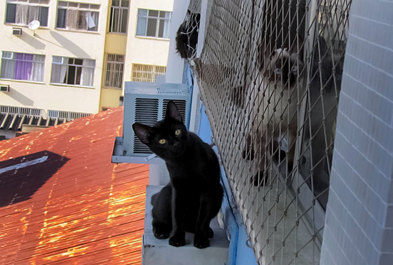 Todos alrededor se encontraban nerviosos por esta minina intrépida.