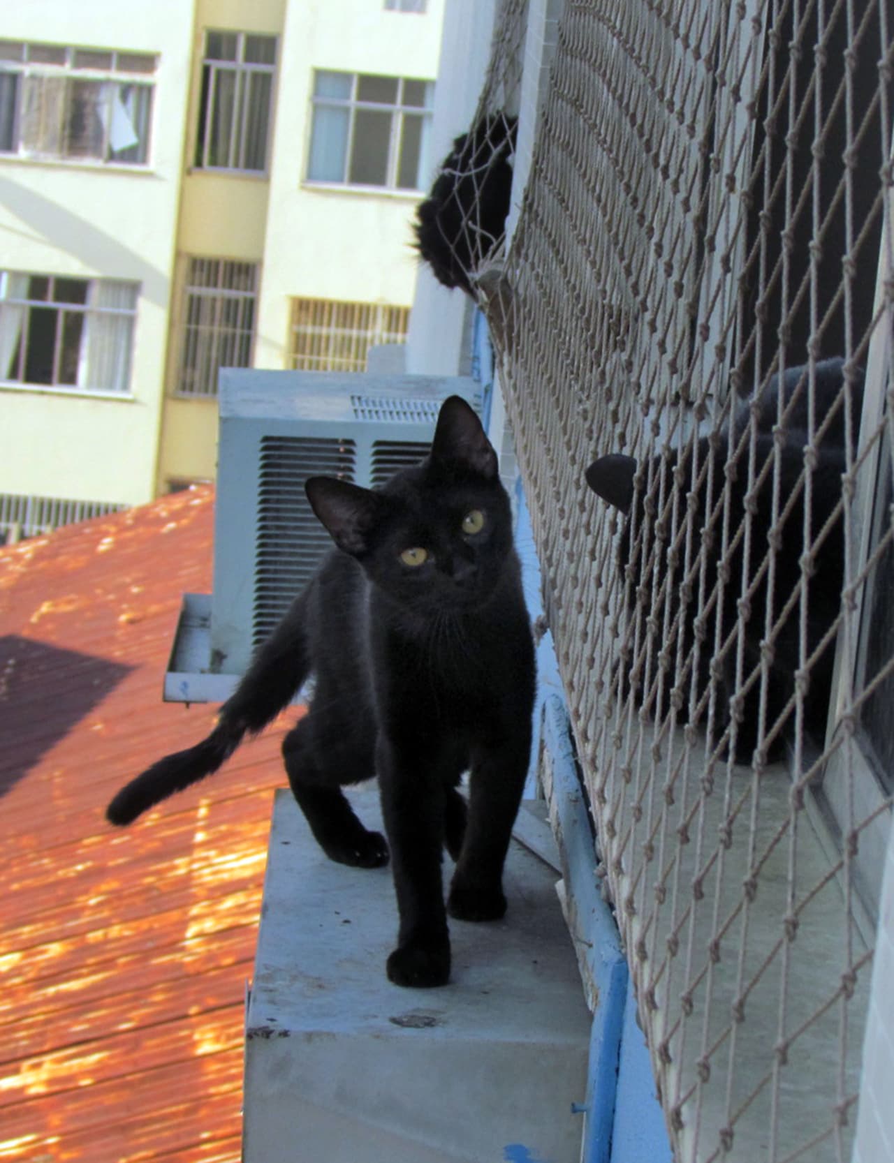 El problema fue que la gatita se quedó atrapada en medio de un rascacielos.