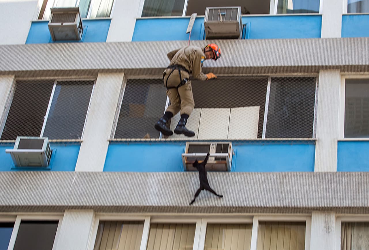 Por miedo a los combatientes del fuego, el minino saltó y estuvo a punto de caer seis pisos.