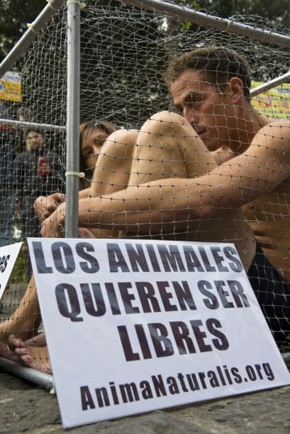El acto de los activistas semisdesnudos tenía como finalidad hacer un llamado a la sociedad mexicana para evitar el comercio de mascotas e insitar que la mejor opción es la adopción de los animales.