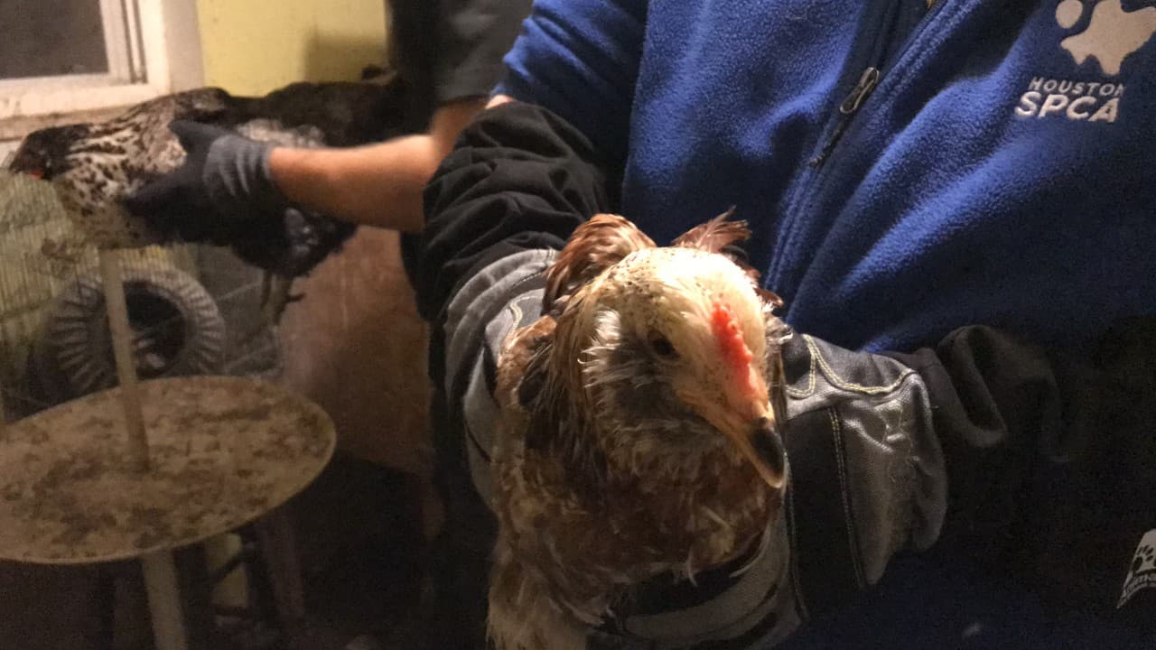 La Oficina del Alguacil del condado Montgomery informó que este martes rescataron más de 100 animales que estaban en una situación deplorable.