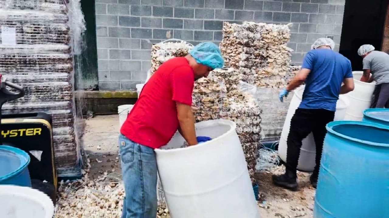 Hispanos, el motor de una granja de hongos en Kennett Square