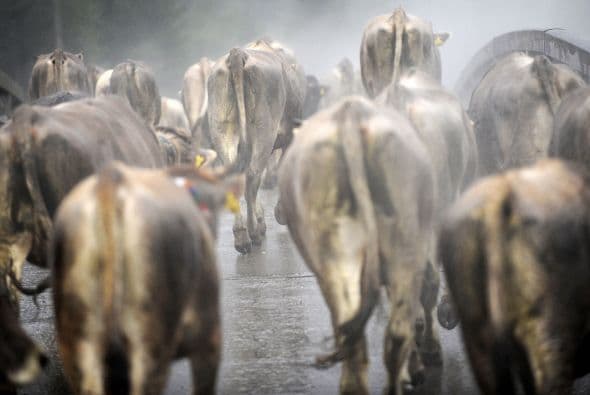 Para completar el ataque los habitantes de Puebla provocaron una estampida de ganado para ayudar a las tropas mexicanas en su batalla contra los franceses.