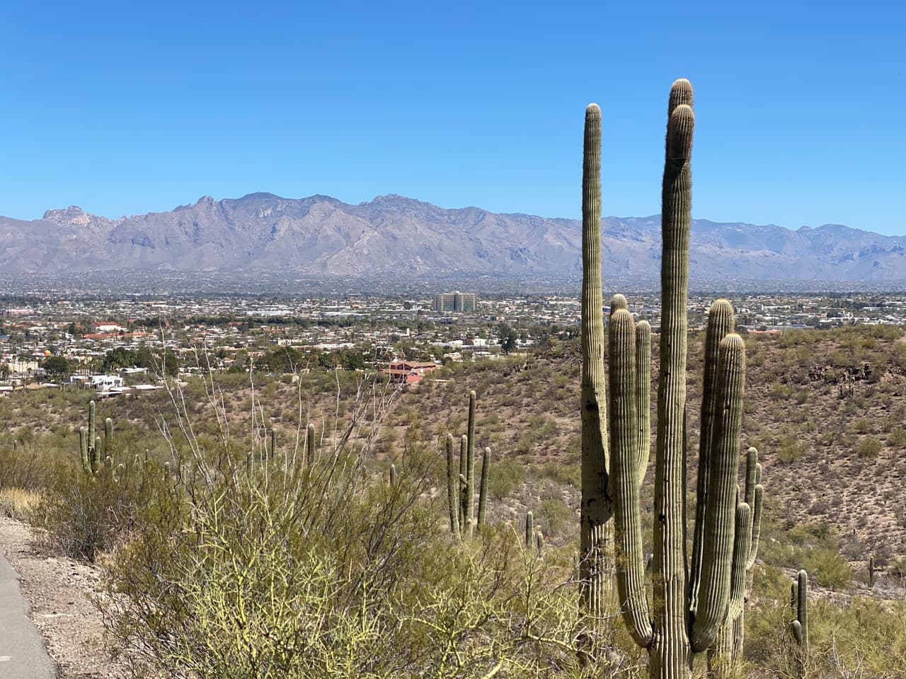 Tumamoc Hill, la colina ubicada al oeste de la montaña “A” y el centro de Tucson, Arizona.