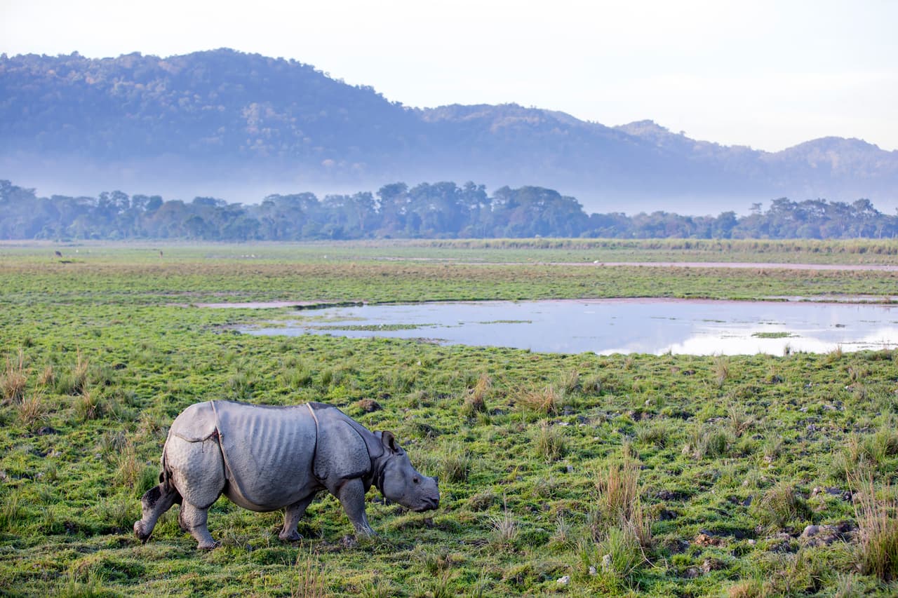 El parque nacional Kaziranga, uno de los sitios naturales de India en el catálogo de la Unesco.
<br>
<br>De los 40 lugares indúes en la lista de la UNESCO, solo siete son naturales y uno es mixto.