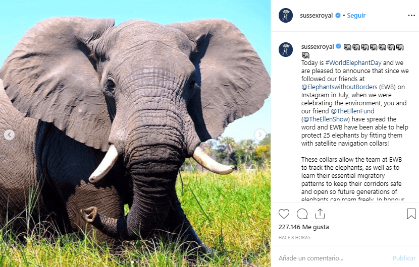 "Hoy es el Día Mundial del Elefante y nos complace anunciar que desde que seguimos en julio a nuestros amigos Elephants Without Borders (EWB) en Instagram, cuando estábamos celebrando el medio ambiente, ustedes y nuestra amiga de The Ellen Fund (Ellen DeGeneres) han corrido la voz y EWB ¡han podido ayudar a proteger a 25 elefantes al equiparlos con collares de navegación por satélite!", comentaron en la publicación.