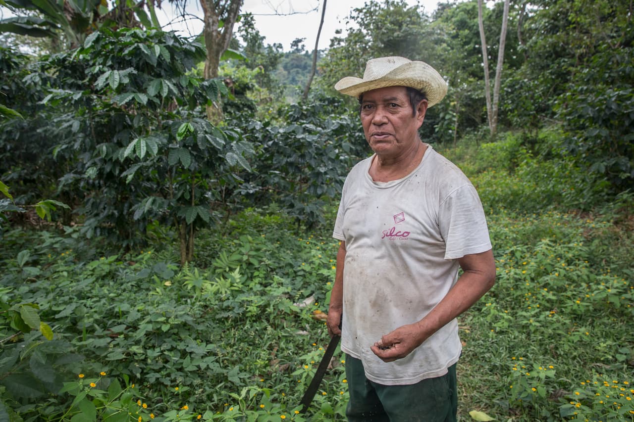 Paulino Morales López es parte de una modesta cooperativa de agricultores indígenas mayas, cuyo sustento proviene del cultivo de café orgánico, de sombra, de Arábica en Tapachula, México.