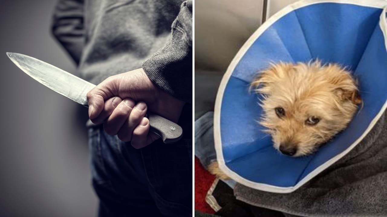 Hombre de San Francisco apuñala a perrito y amenaza a su dueña con un cuchillo, pero la policía lo arresta