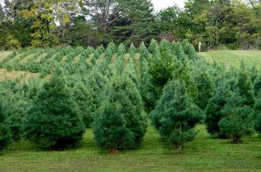 <b>Pino blanco: </b>Ampliamente distribuido a lo largo de los bosques del este de América del Norte, este árbol, nativo del noreste, tiene un follaje suave, de encaje, de color azul verdoso con agujas de tres a cuatro pulgadas de largo. Un árbol de hoja perenne de aspecto muy elegante, su fragancia y su excelente retención de la aguja lo convirtieron en un árbol de Navidad popular durante muchos años, especialmente en el sur tradicional.