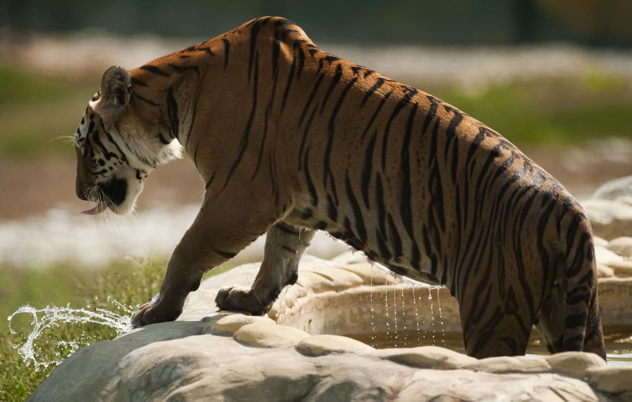 También existen otras especies que han sido rescatadas de otros zoológicos.