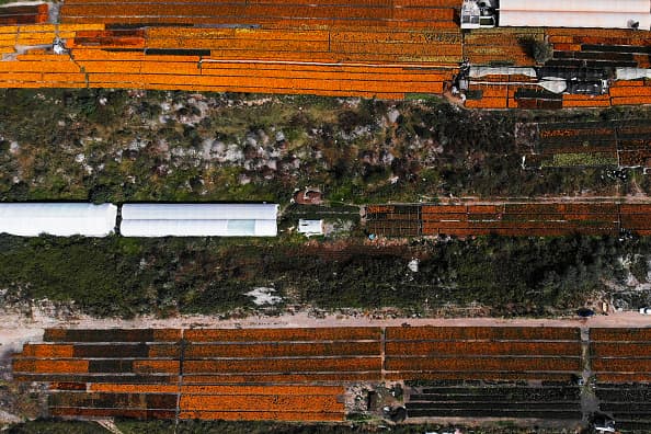 El tallo de la flor puede llegar a medir hasta un metro de altura y su flor hasta cinco centímetros de diámetro.
<br>