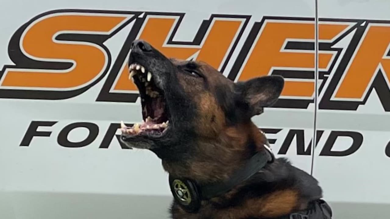 ‘Duco’ prestó servicios olfateando vehículos con narcóticos y ayudó a detener a 32 sospechosos.