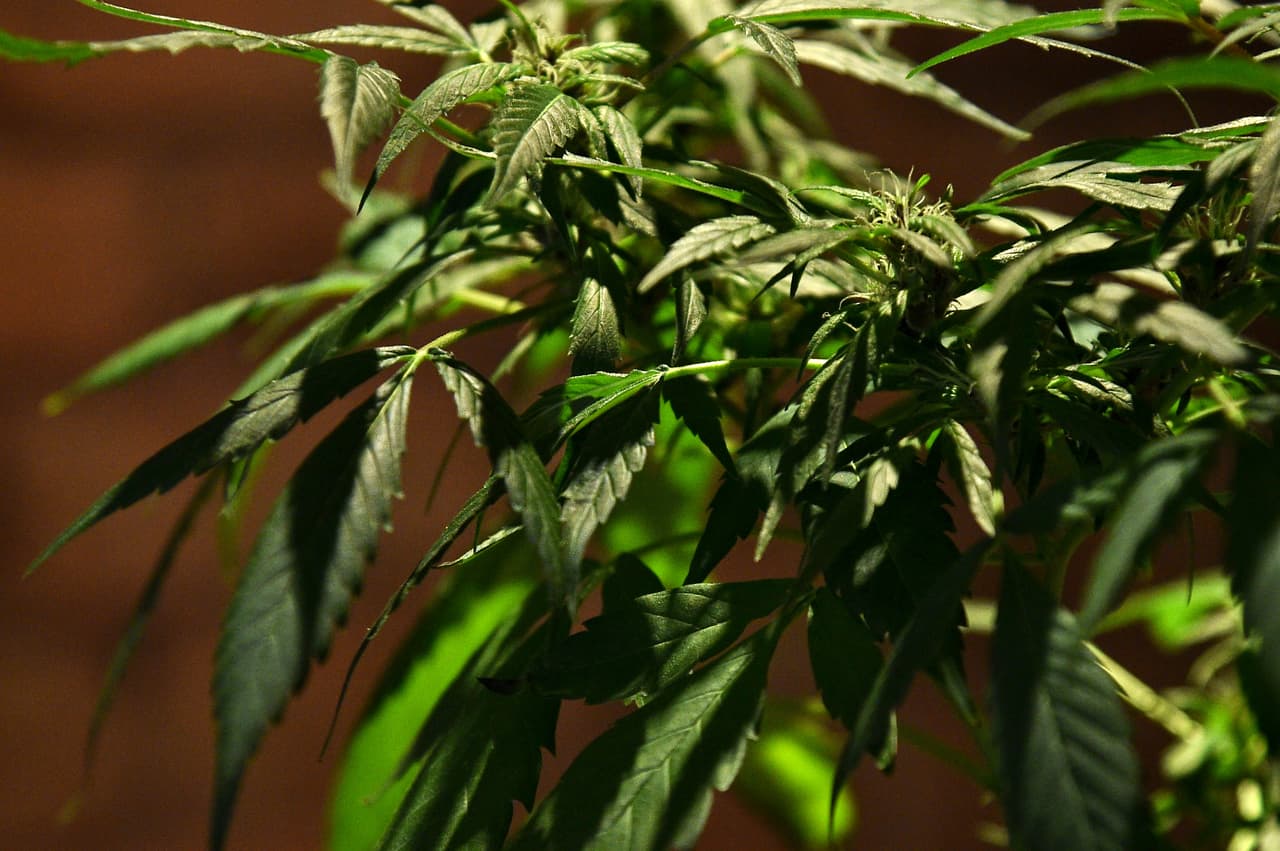 El cannabis con fines médicos, legal a partir de este jueves en Nueva York