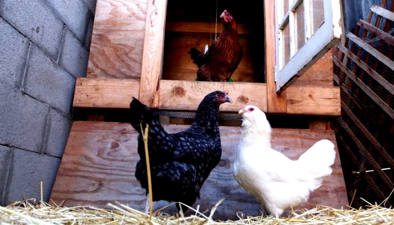 En esta ciudad de California autorizan la crianza de gallinas en zona residencial, pero de los gallos no