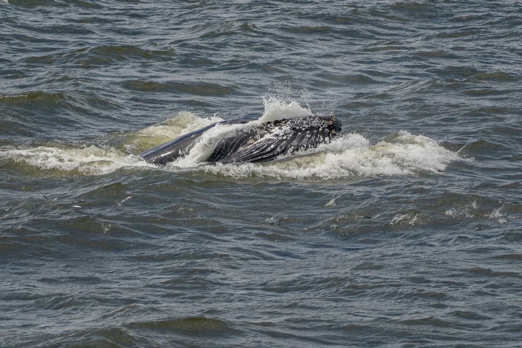 Tampoco es que las ballenas jorobadas dejen mucho disponible para las gaviotas y otras aves que aprovechan.