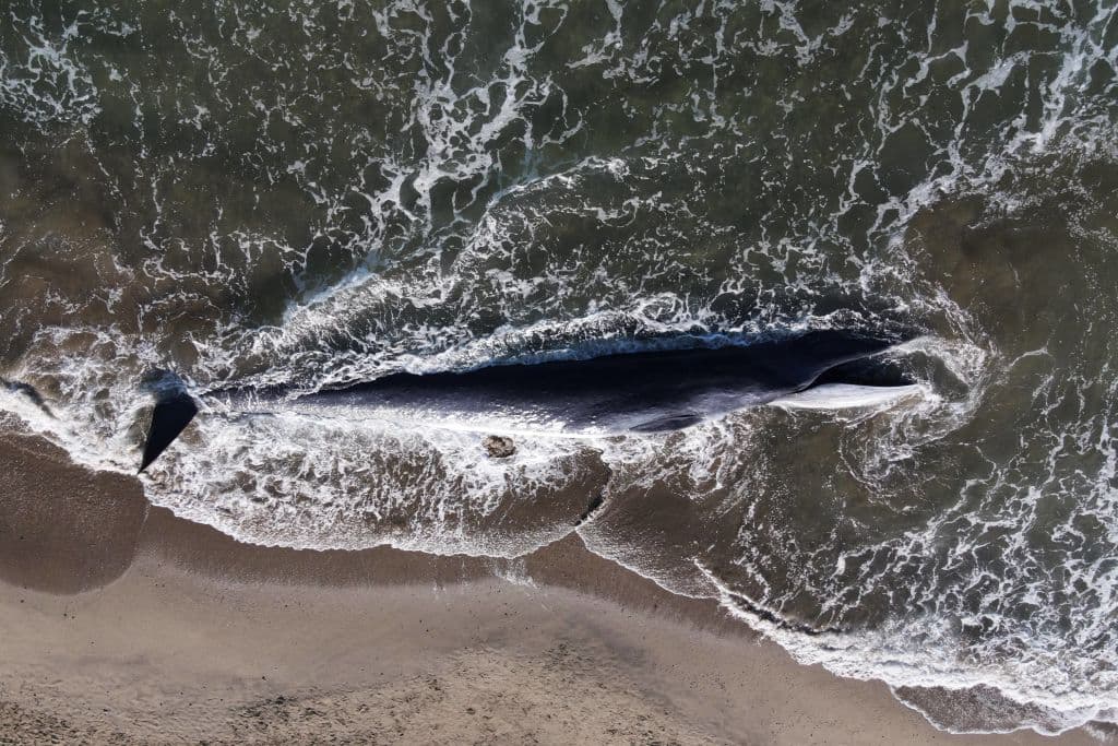 Se trata de una ballena fin o rorcual albiblanco macho. Se les conoce por estar entre las más grandes, después de la azul. Por su longitud, 51 pies (equivalente a 15 metros) se conoce que aun no se había desarrollado por completo. Se trata de un joven en crecimiento, pues los adultos miden hasta 70 pies (21 metros).