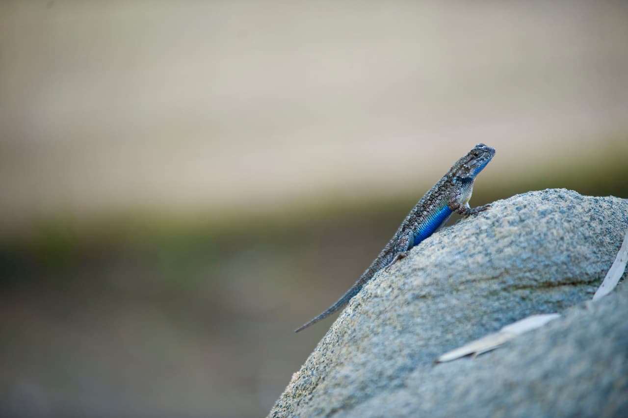 Familias disfrutaron del Día de la Familia en el Zoológico de Fresno