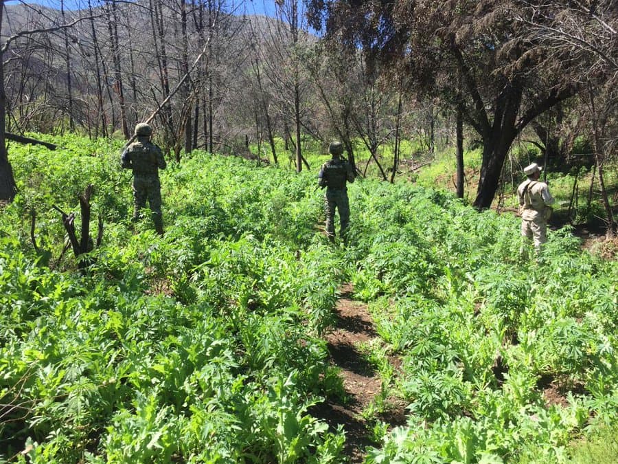 Militares mexicanos desmantelaron estos sembradíos de marihuana y amapola en el Valle de Guadalupe en marzo de 2019.