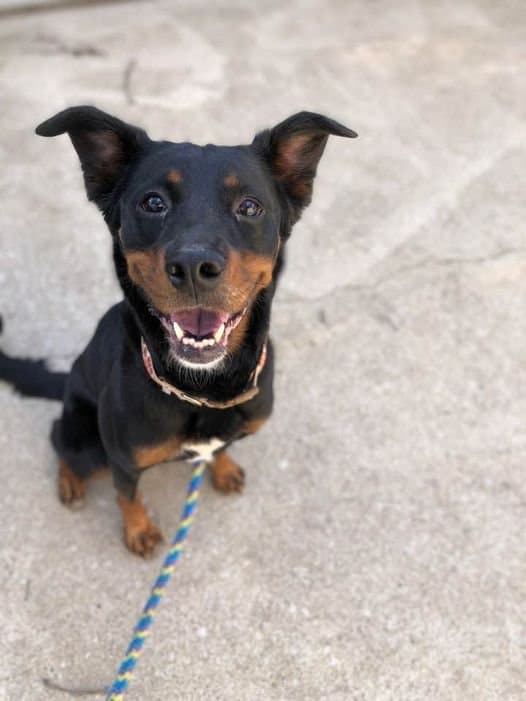 Gabby, una mezcla de tres años. La definen como muy dulce.