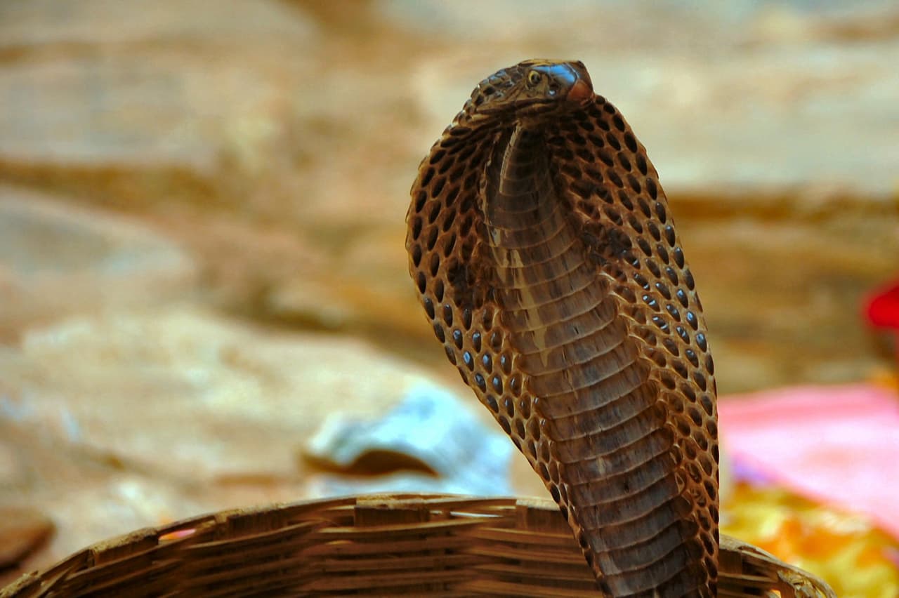 Dos mortíferas cobras de una especie capaz de lanzar chorros de veneno llegan al L.A. Zoo