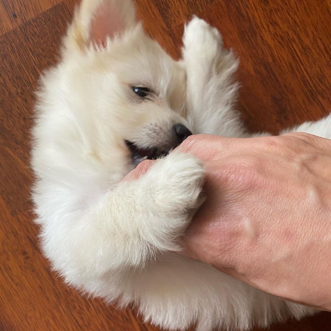 Tito fue un regalo de una de las maquillistas de Despierta América, Elizabeth Leiva, especialmente para doña Estrella, madre del conductor.