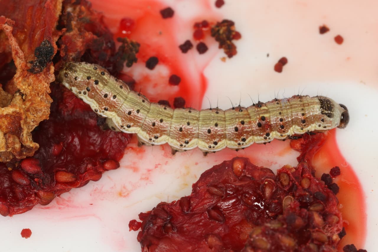 Las lluvias y las temperaturas más frescas pueden desencadenar grandes infestaciones.