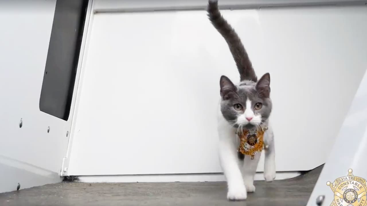 Feliz día de los inocentes (April Fool's Day) y muchas gracias por tu atención. Minnie es real, pero no es una agente felina. Es una dulce gatita que está esperando a ser adoptada en el refugio de animales BARC. Mira los detalles 
<a href="http://www.houstontx.gov/barc/adopt_a_pet.html" target="_blank">aquí</a>.