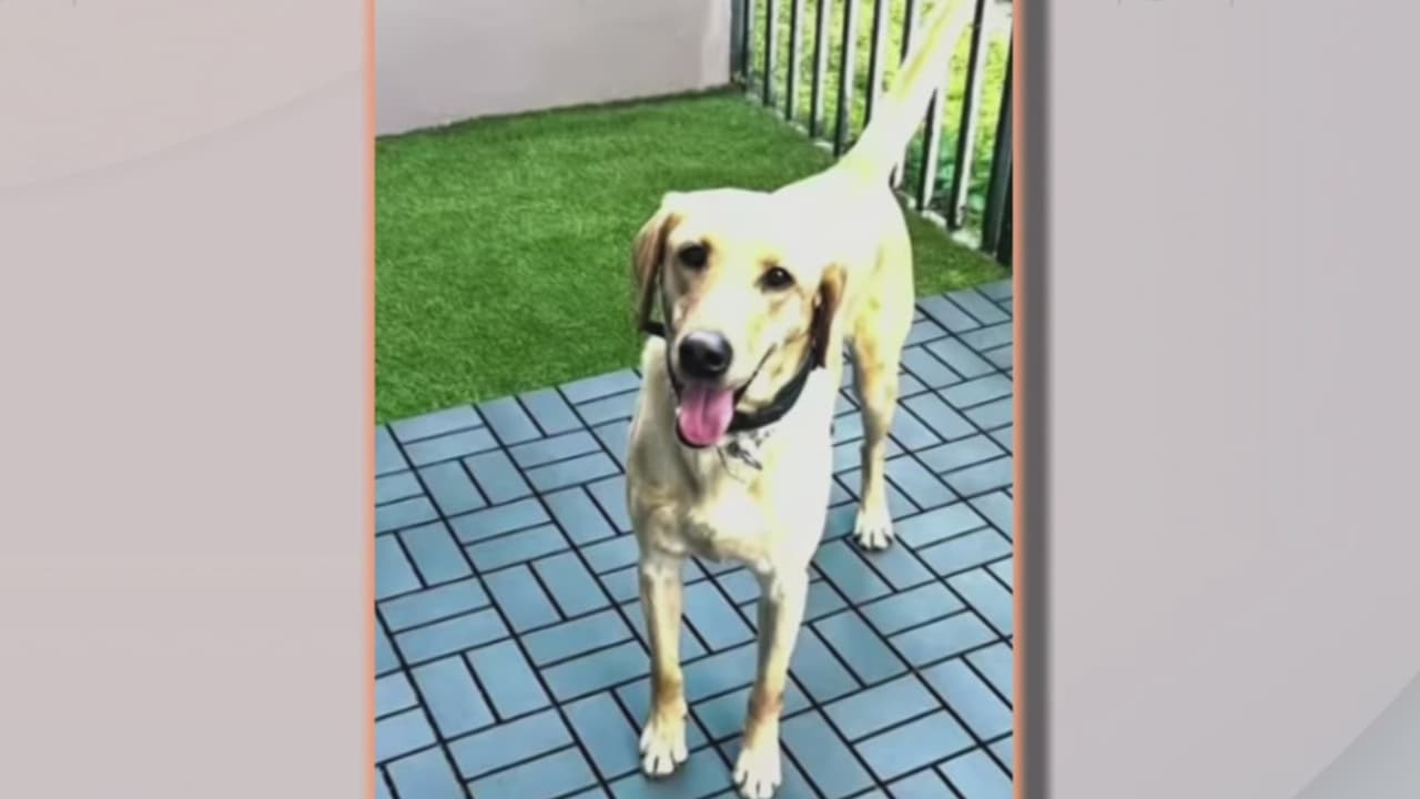 ¿Has visto a Gael? Buscan a perro del equipo K9 de la Policía desaparecido en Miami Gardens