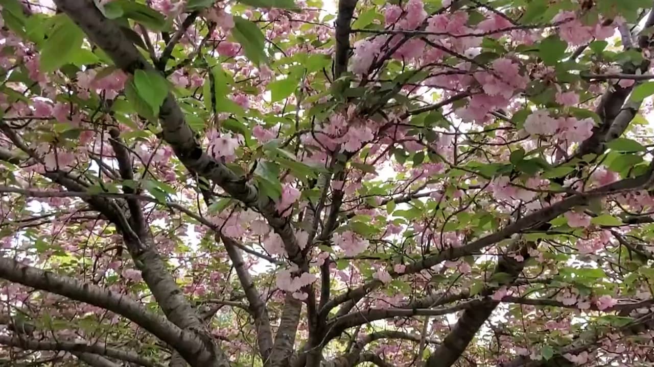 <b>7.- Riverside Park</b>
<br>
<br>El Riverside tiene su propio Cherry Walk, que es un
<b> sendero continuo de cuatro millas de largo a lo largo del río Hudson</b> desde la calle 72 hasta la 158. 
<br>