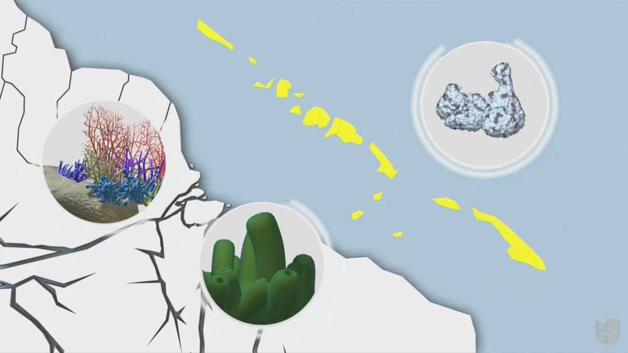 ¿Por qué es tan asombroso el arrecife de coral descubierto en el Amazonas? 