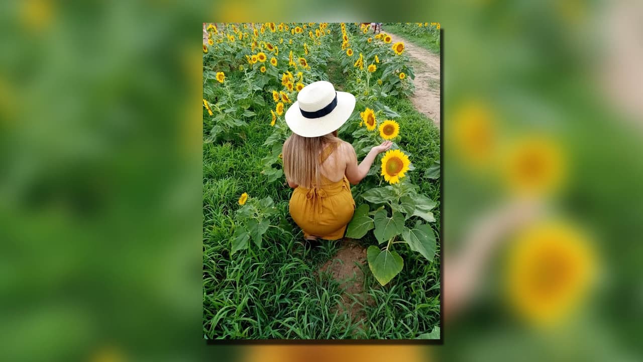 En años anteriores, funcionarios locales dijeron que el campo de girasoles de 5 acres atrajo a miles de visitantes a Dix Park.