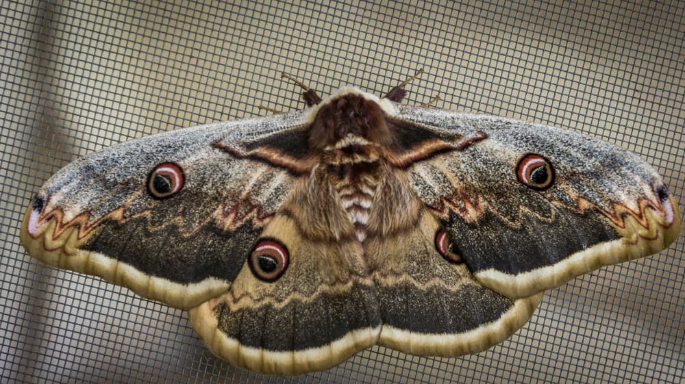 Además de ser símbolo de la buena suerte, también representan el camino hacia respuestas que podrías estar buscando. Por eso, hay lugares donde también son conocidas como 'ratones viejos' y, así, son guías que te llevarán hacia nuevas relaciones amorosas, familiares o de amistad.