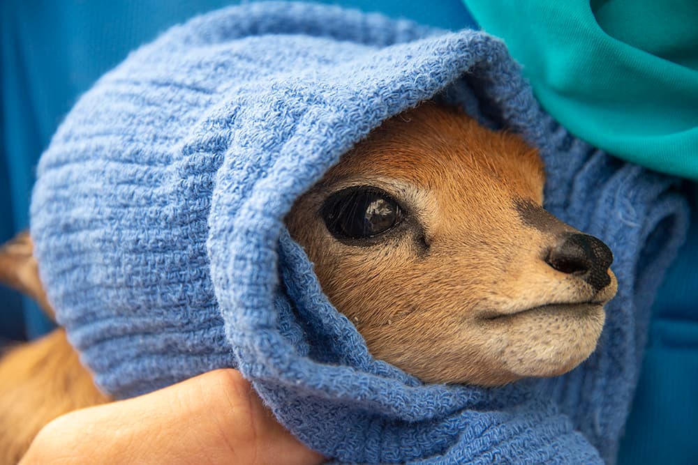 Este es el tercer 'Steenbok' nacido en el zoológico de Miami, sus padres son una hembra de dos años y medio y un macho de tres años y medio. Se sabe que suelen emparejarse de por vida en territorios relativamente pequeños.