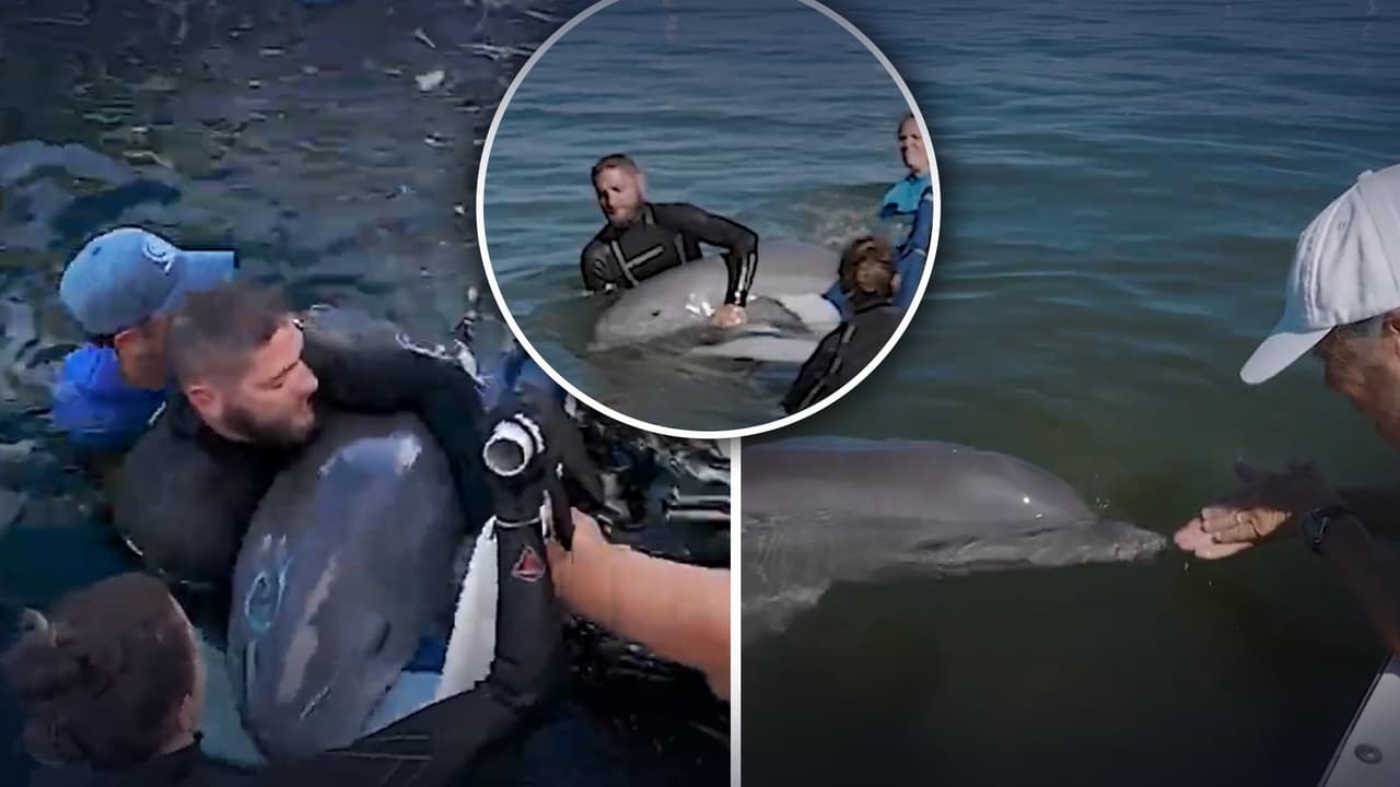 Su madre murió y él se enfermó: delfín rehabilitado es presentado con su nueva familia 