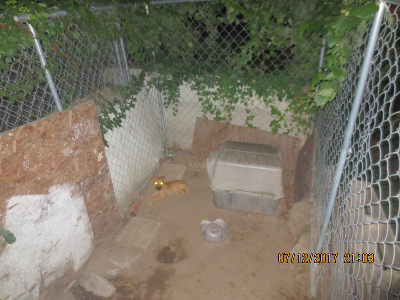 Los animales estaban amarrados con cadenas o en jaulas.