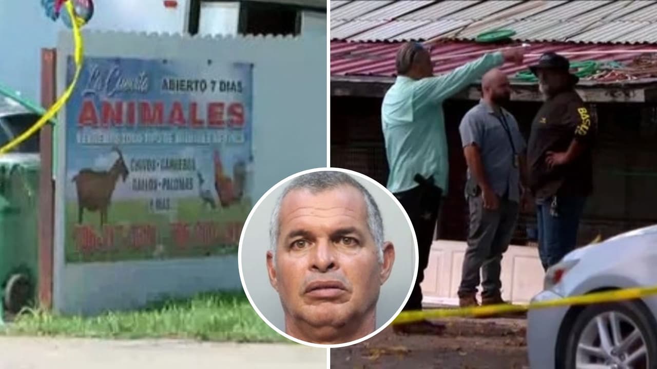 Peleas de gallos en Miami-Dade: incautan miles de animales tras operativo con el FBI