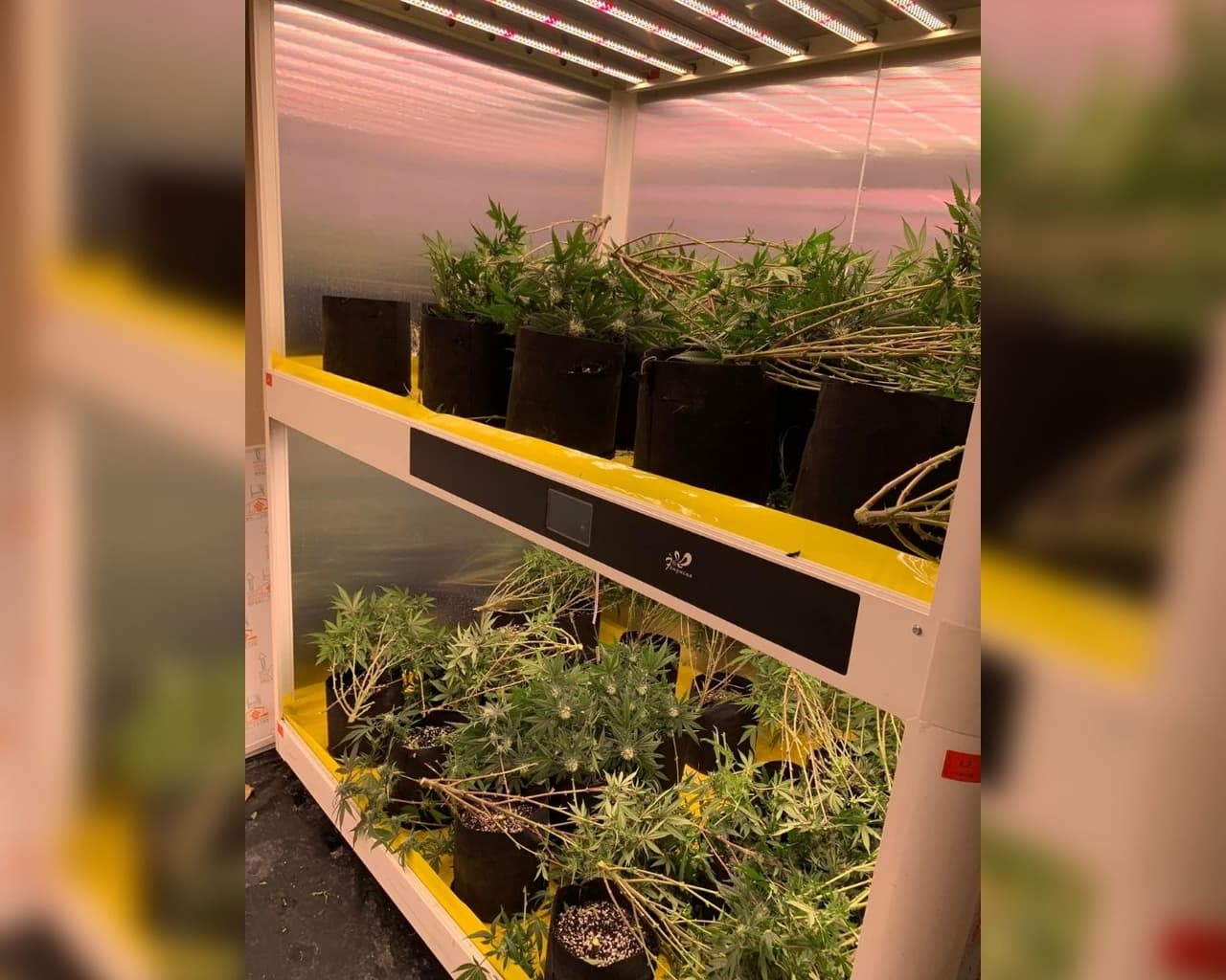 Las autoridades hallaron 
<b>1,297 plantas de marihuana</b>, aproximadamente 
<b>90.5 libras de marihuana procesada o secada</b> (unos 41 kilos).
<br>