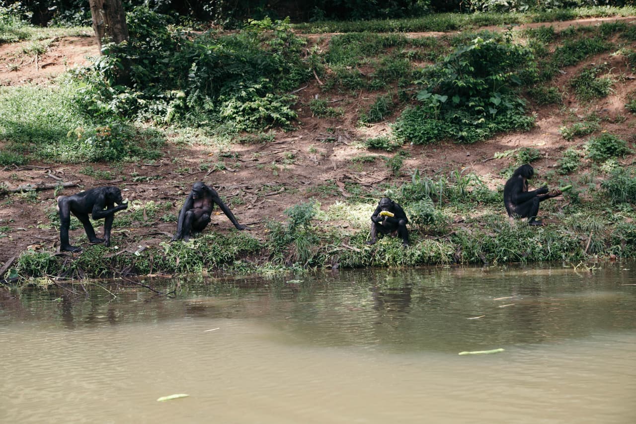 Cuando un bonobo requiere ser rehabilitado, suele terminar en un santuario semi-salvaje como Lola Ya Bonobo, donde se los cuida día y noche con esperanzas de un día ser liberado de nuevo en la naturaleza.