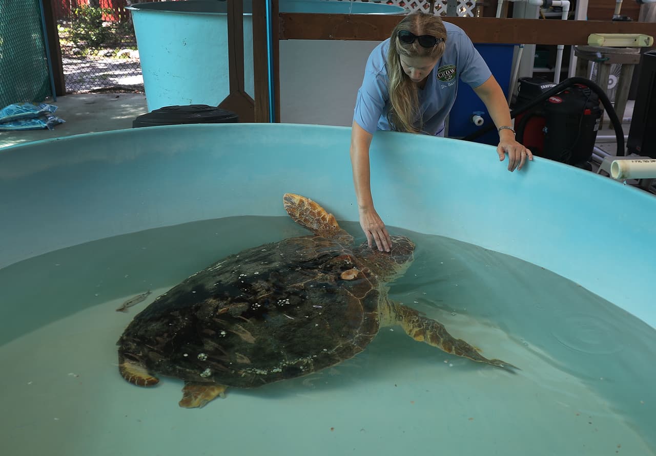 FWC calcula que han muerto alrededor de 300 tortugas marinas por la marea roja de esta temporada. La doctora Barron la catalogó como "la peor que ha visto para las tortugas marinas adultas".