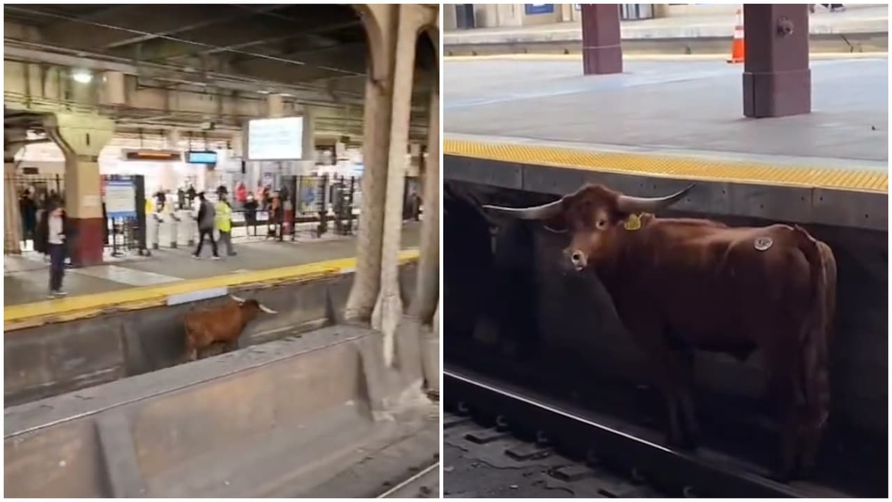 Toro se suelta en las vías de la estación Newark e interrumpe los trenes a Nueva York