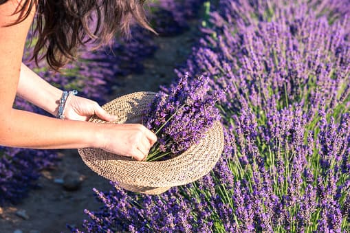 Esta primavera se celebrará un festival de lavanda cerca de Austin y su entrada es gratis