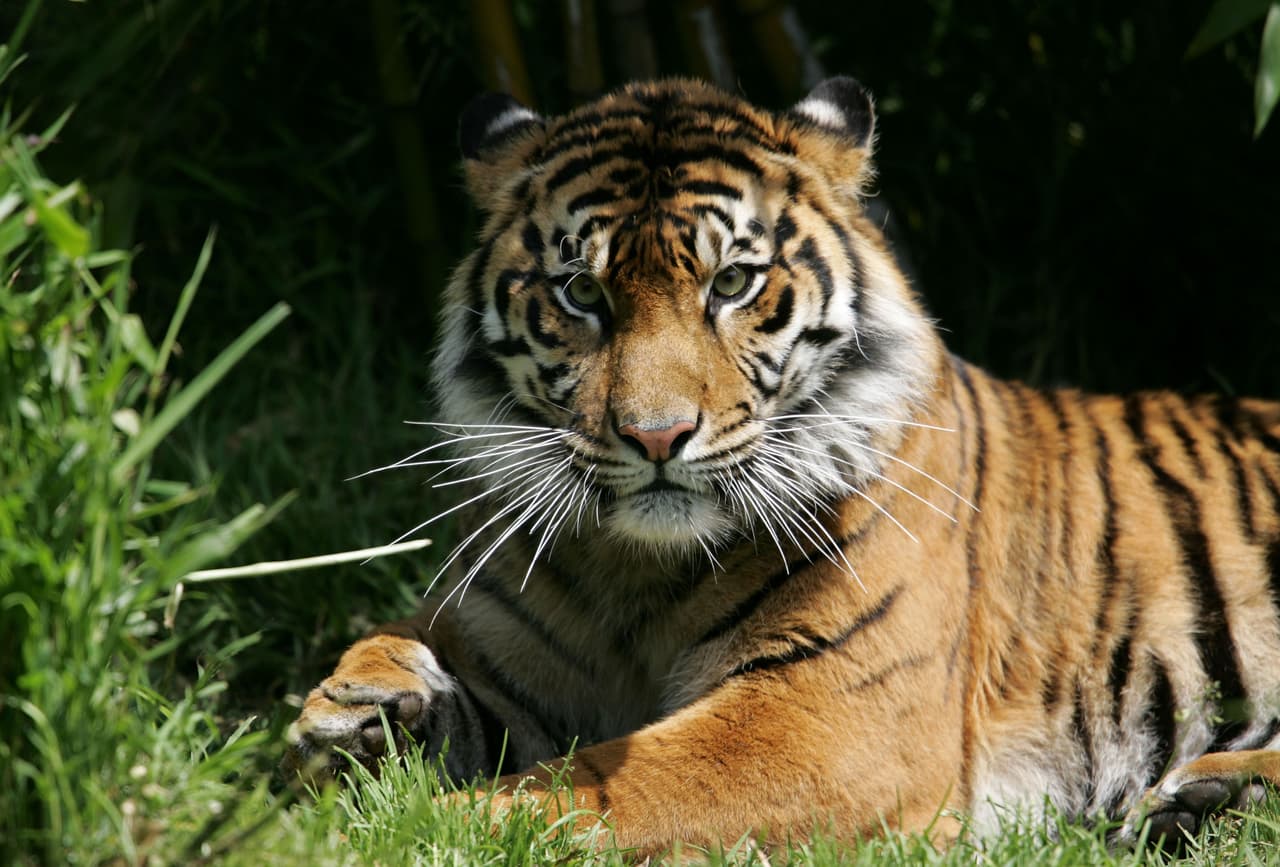 SAN FRANCISCO - MAY 18, 2006: (FILE PHOTO) A Siberian tiger sits on the grass in its enclosure at the San Francisco Zoo May 18, 2006 in San Francisco, California. A 350-pound tiger named Tatiana escaped from its enclose at the San Francisco Zoo on Christmas day and killed a man and injured two others. (Photo by Justin Sullivan/Getty Images)