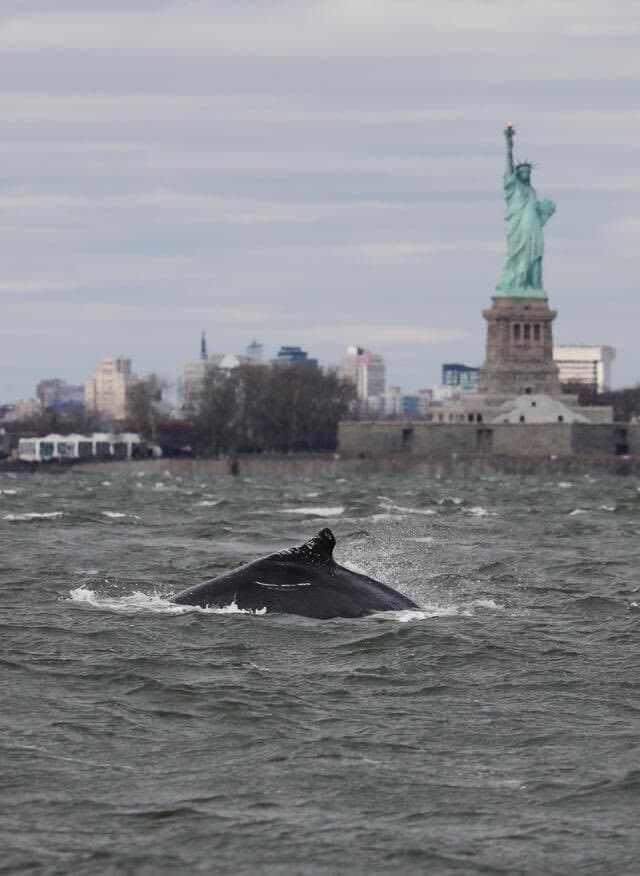 La organización Gotham Whale, que se dedica a investigar la actividad de las ballenas en el área, publicó en sus redes que el pasado domingo se avistaron al menos 9 ballenas jorobadas.
<br>