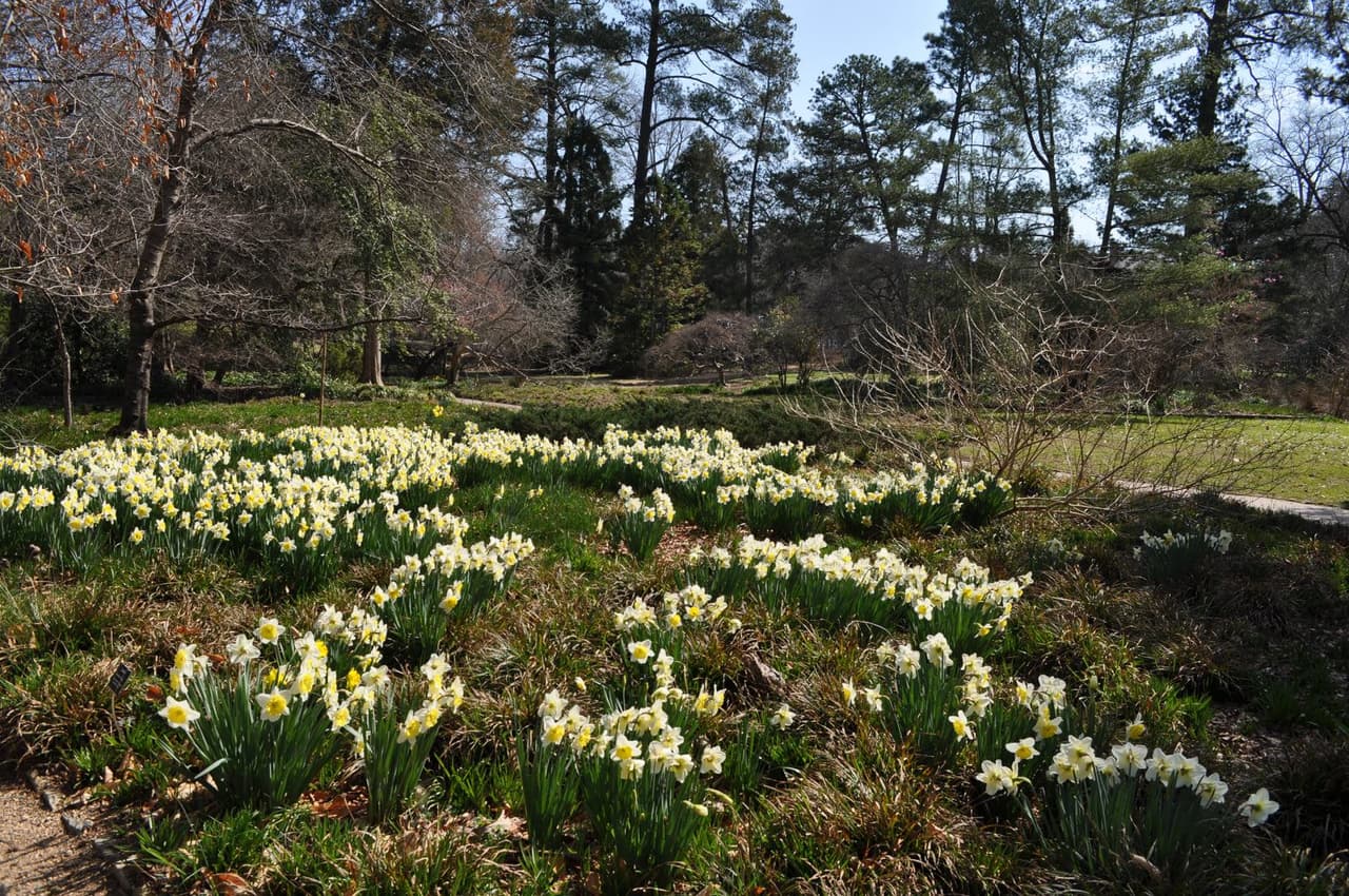 <b><a href="https://ncbg.unc.edu/">North Carolina Botanical Garden (Chapel Hill)</a></b>: El Jardín Botánico de Carolina del Norte es operado y está ubicado en el campus de la Universidad de Carolina del Norte en Chapel Hill. Iniciado originalmente en 1903 por el profesor William Coker, el jardín ha crecido sustancialmente a lo largo de los años y ahora cubre más de 700 acres. Alrededor de 2500 especies diferentes de plantas nativas de Carolina están representadas en las catorce colecciones del jardín. De hecho, se ha convertido en uno de los jardines botánicos de plantas nativas más grandes del sureste de los EE. UU.