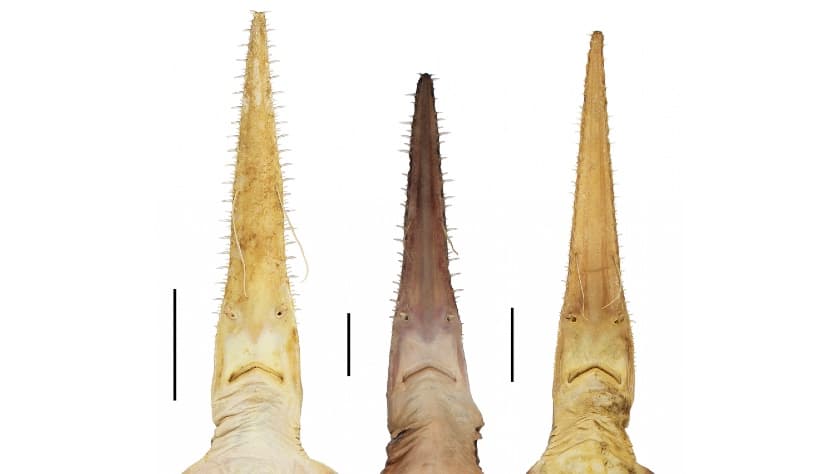 Vista ventral de tres tiburones sierra descubiertos en aguas del Océano Índico.
