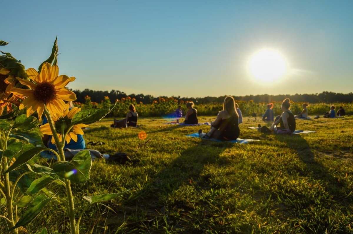 <b><a href="https://www.poconoorganics.com/" target="_blank">Pocono Organics</a></b> : Si tiene ganas de conducir, diríjase hacia el norte a Poconos para visitar un nuevo lugar de moda, Pocono Organics. Su temporada de girasol 2021 comenzará a mediados de agosto. Pasee por el campo, tome fotografías y luego disfrute de un almuerzo saludable en la cafetería, con un menú delicioso creado por la chef ejecutiva y campeona de Chopped Lindsay McClain. El campo es libre de entrar y disfrutar, pero no se permite recolectar. 📍1015 Long Pond Rd, Blakeslee, PA 18610