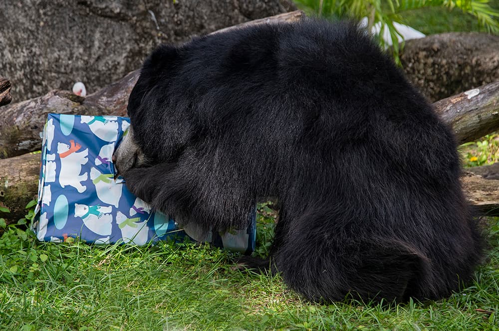 Le envolvieron el regalo en papel de oso polar y él lo rompió mientras succionaba rápidamente el contenido.