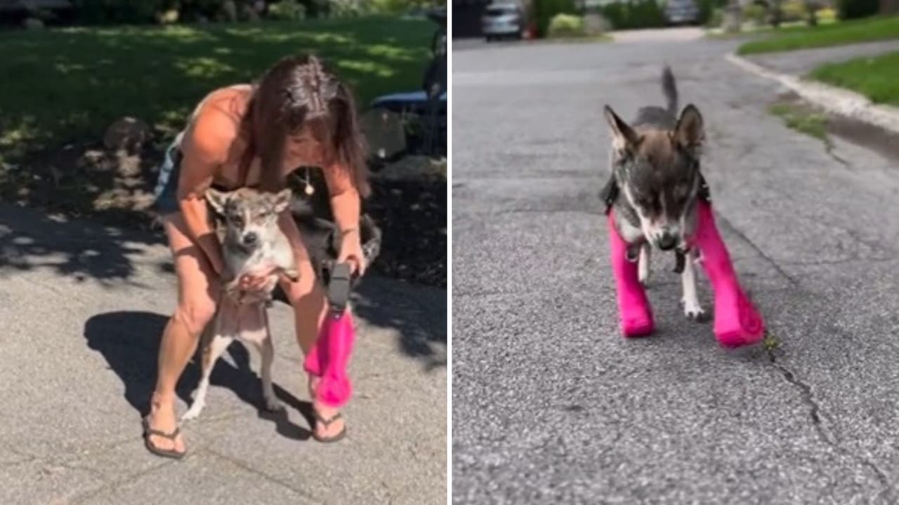 El cachorrito se adaptó de inmediato