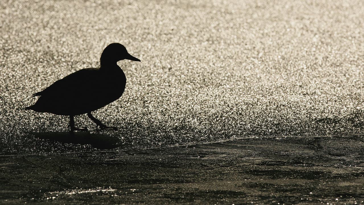 El pan no forma parte de la dieta habitual de los patos, lo que les ocasiona obesidad. Además, hacen que tengan más crías y los parques se pueden llenar más de lo habitual de patos.