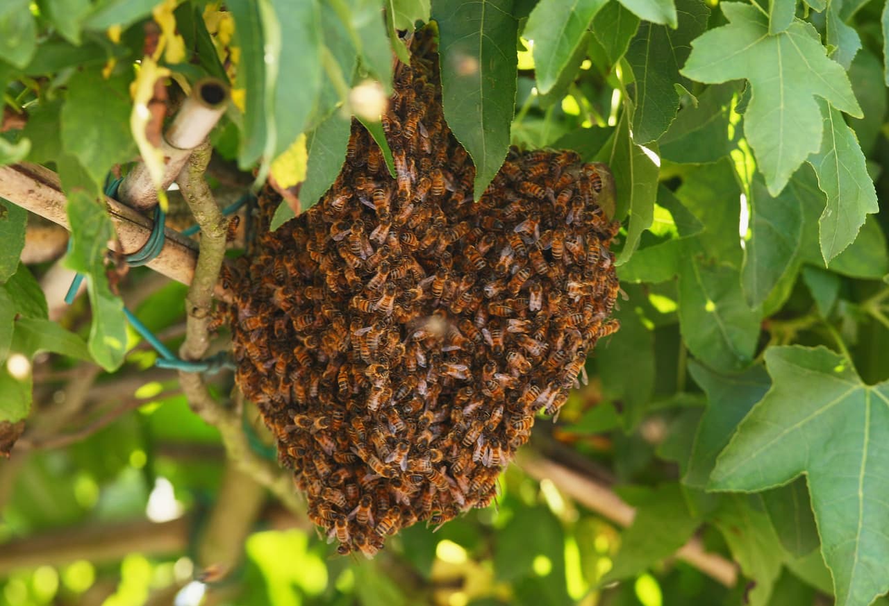 A pesar de que es difícil aconsejar por qué cada colmena tiene su propia personalidad, también aconsejan estar alerta de sus alrededores.